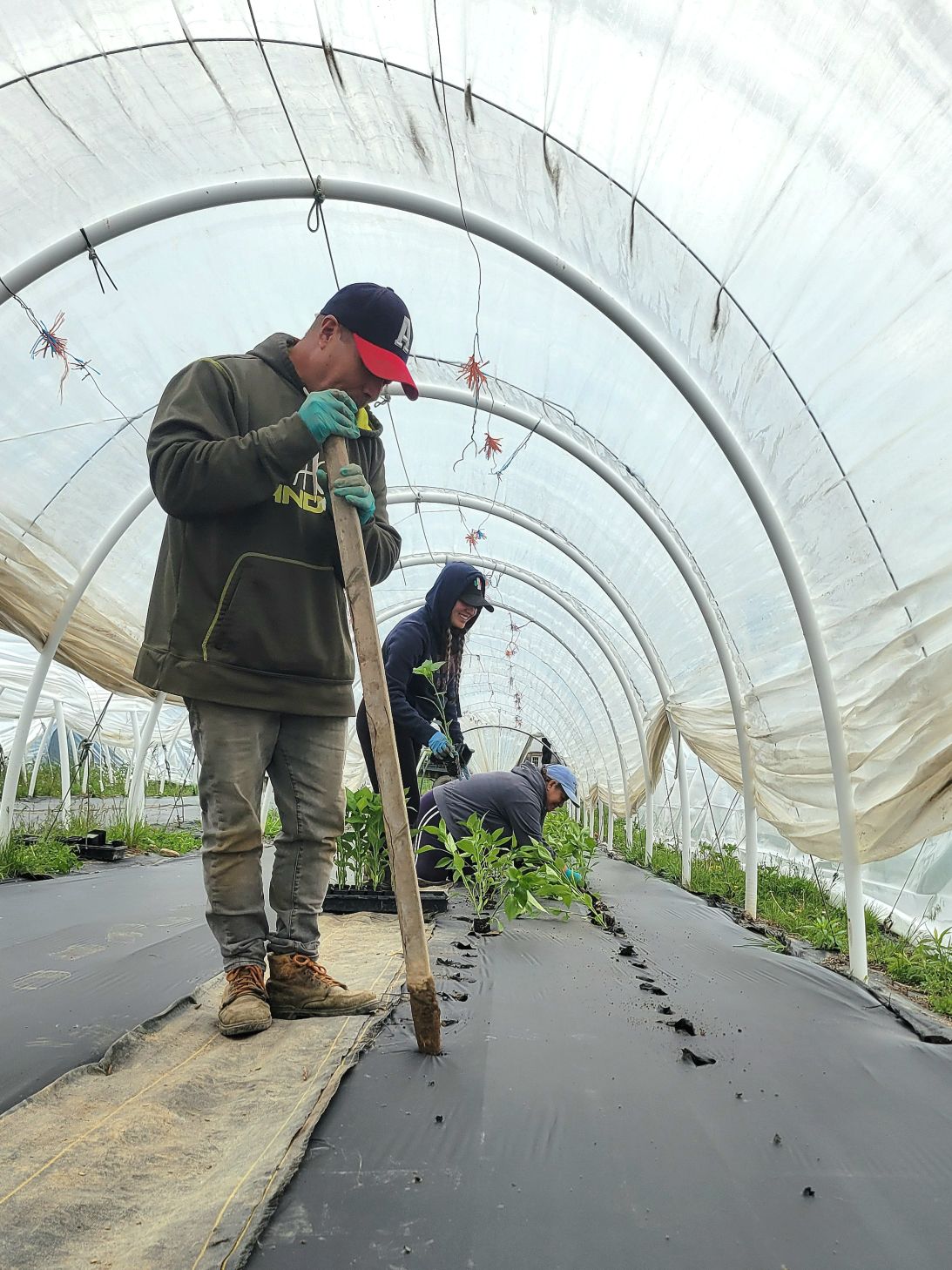 Aguileras pepper planting
