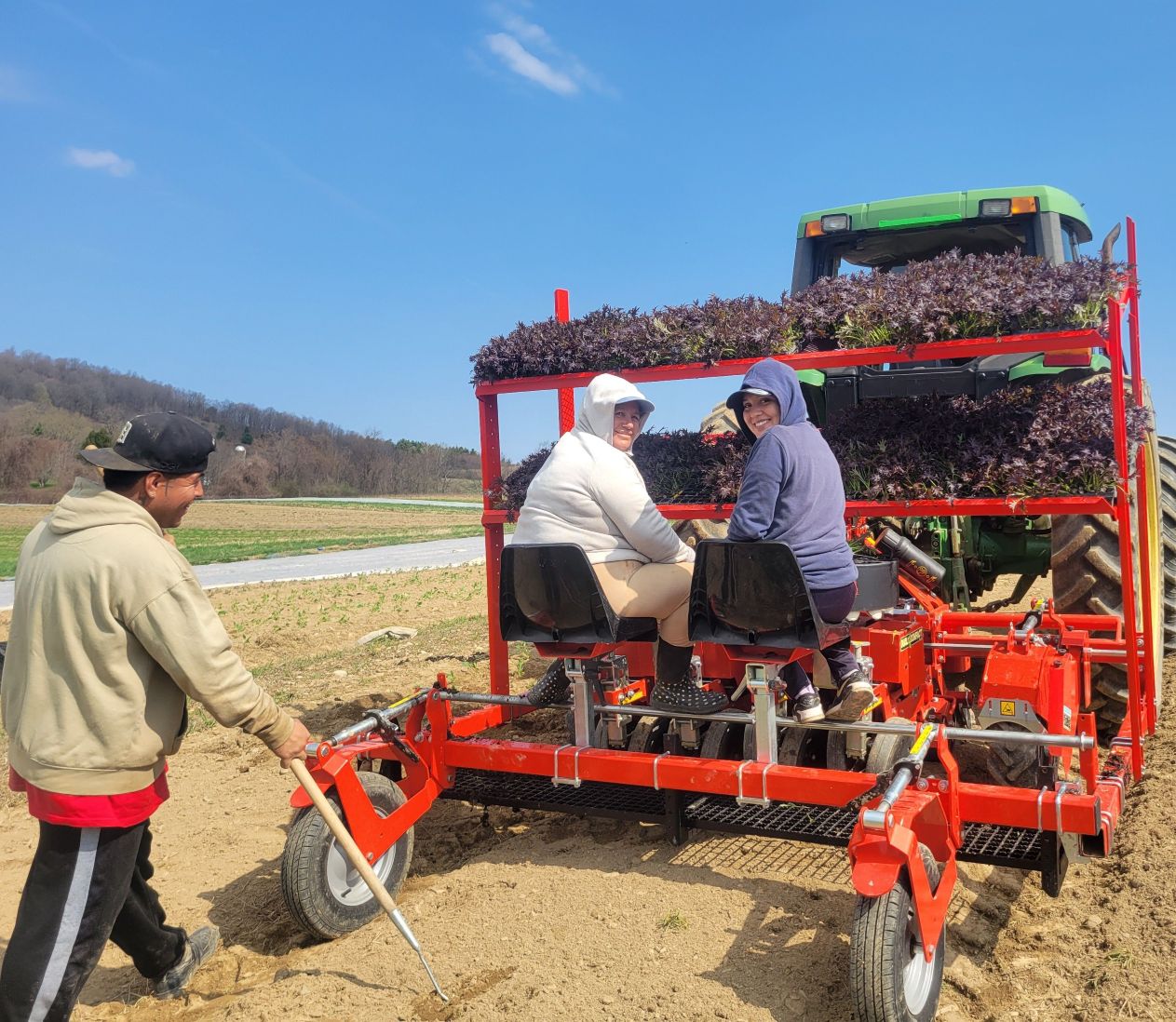 Aguileras transplanting