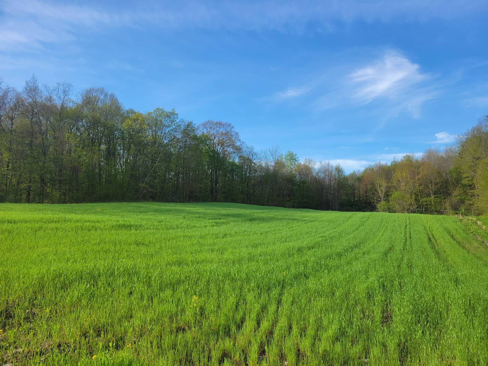 Windflower cover crop