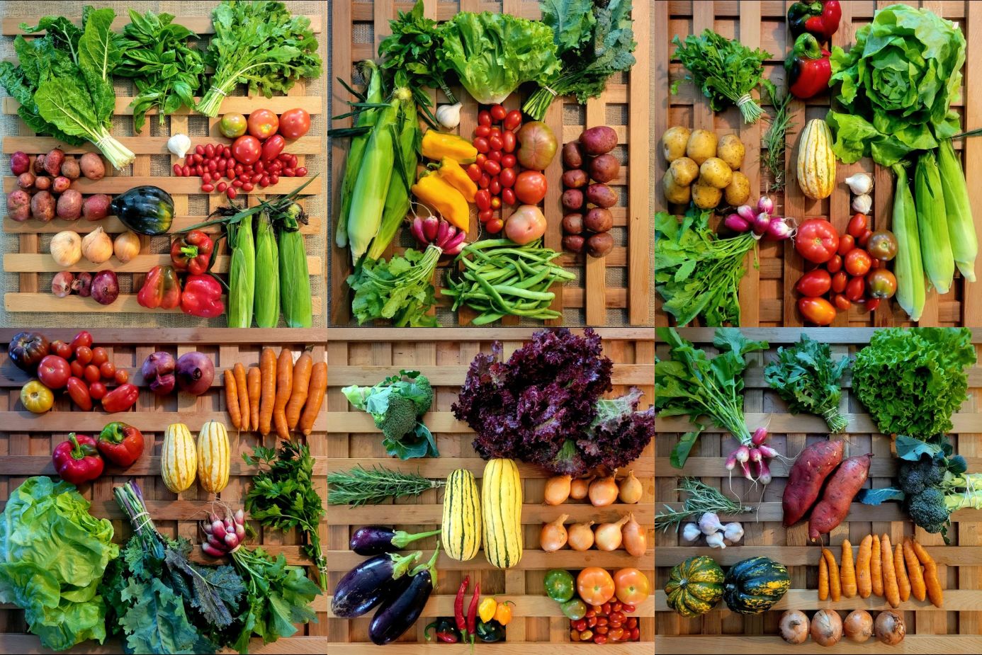 Sample Shares Weeks 14 to 19