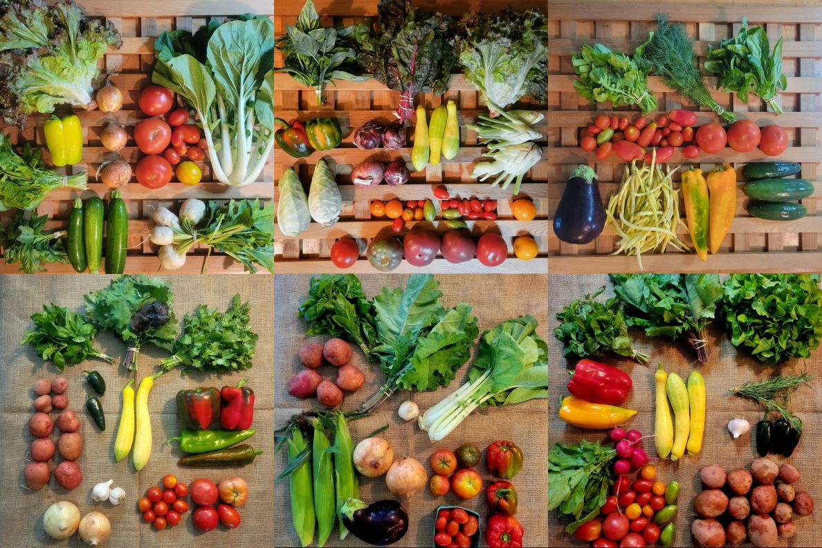 Sample Shares Weeks 8 to 13